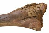 Fossil Hadrosaur (Edmontosaurus) Tibia Bone - Wyoming #304608-4